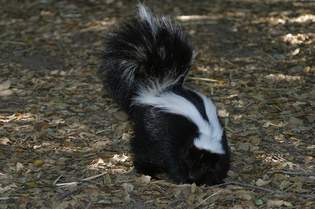 skunk
